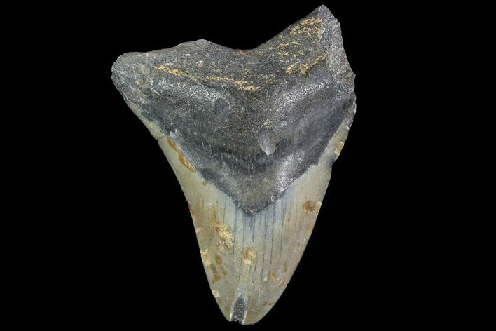 Bargain, Fossil Megalodon Tooth - North Carolina #91670